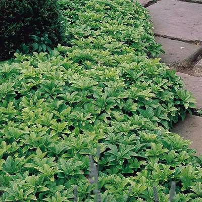 基地批發(fā)富貴草苗 品種齊全，助力工程綠化